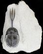 Well Prepared Trident Walliserops Trilobite - #18618-2